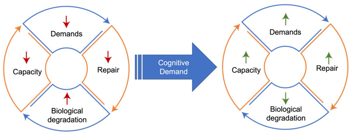 agingdoc1's tweet image. Demand Coupling Drives Neurodegeneration: A Model of Age-Related Cognitive Decline and Dementia

mdpi.com/2073-4409/11/1…