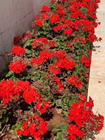 ازرعه في حديقة بيتك فلونه وانتشاره يلفت النظر 
الجيرانيوم الأحمر Geranium نبات مزهر يمكن ان يصل في ارتفاعه الي ٨٠ سم وينتشر بعرض نصف متر 

اذا اردته مزهر ونظر معظم شهور السنه فسمده عضوي مرتين وقص زهراته الجافة وانتظم في ريه