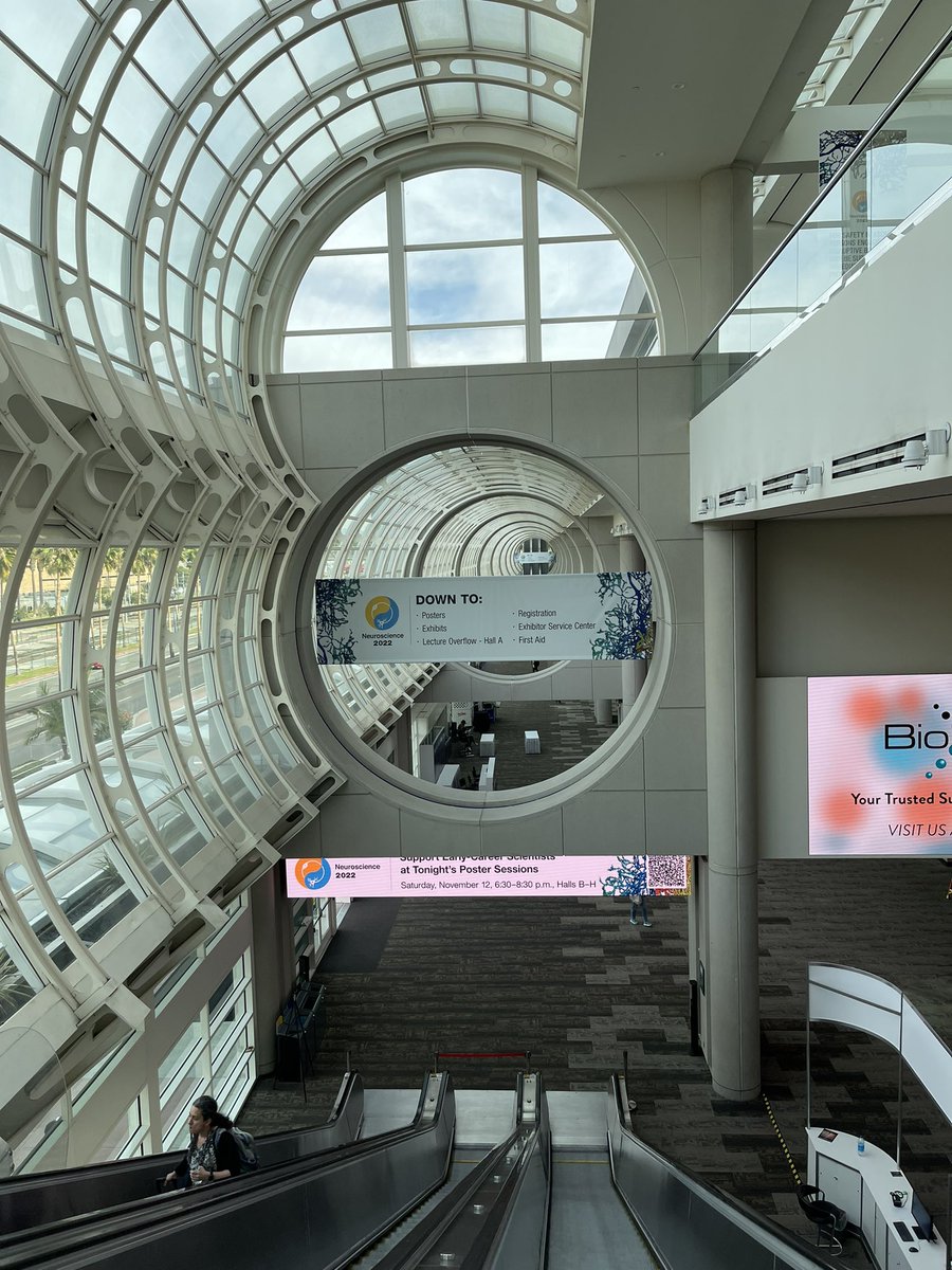 HelenXiaoyuLu's tweet photo. Here we are! #SanDiego #SfN22 Super excited to present our latest work on fast pan-cortical voltage imaging with JEDI-1P, a voltage indicator optimized for one-photon imaging 🤩. See you on Nov 15 morning at poster 496.12/YY27! https://t.co/GQVeadBT9O