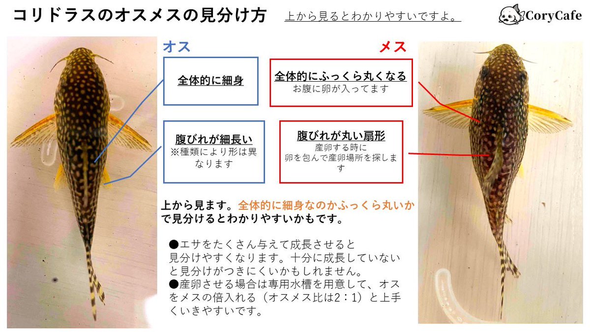 Corycafe コリドラス好き Corycafe Twitter