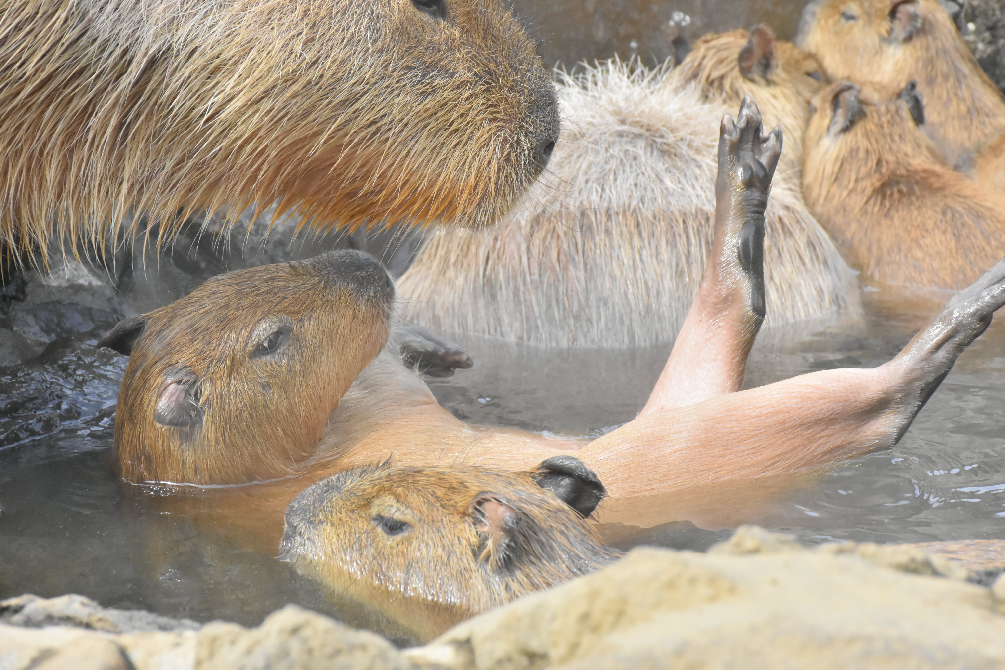 伊豆シャボテン動物公園グループ 公式 Shabotengroup Twitter