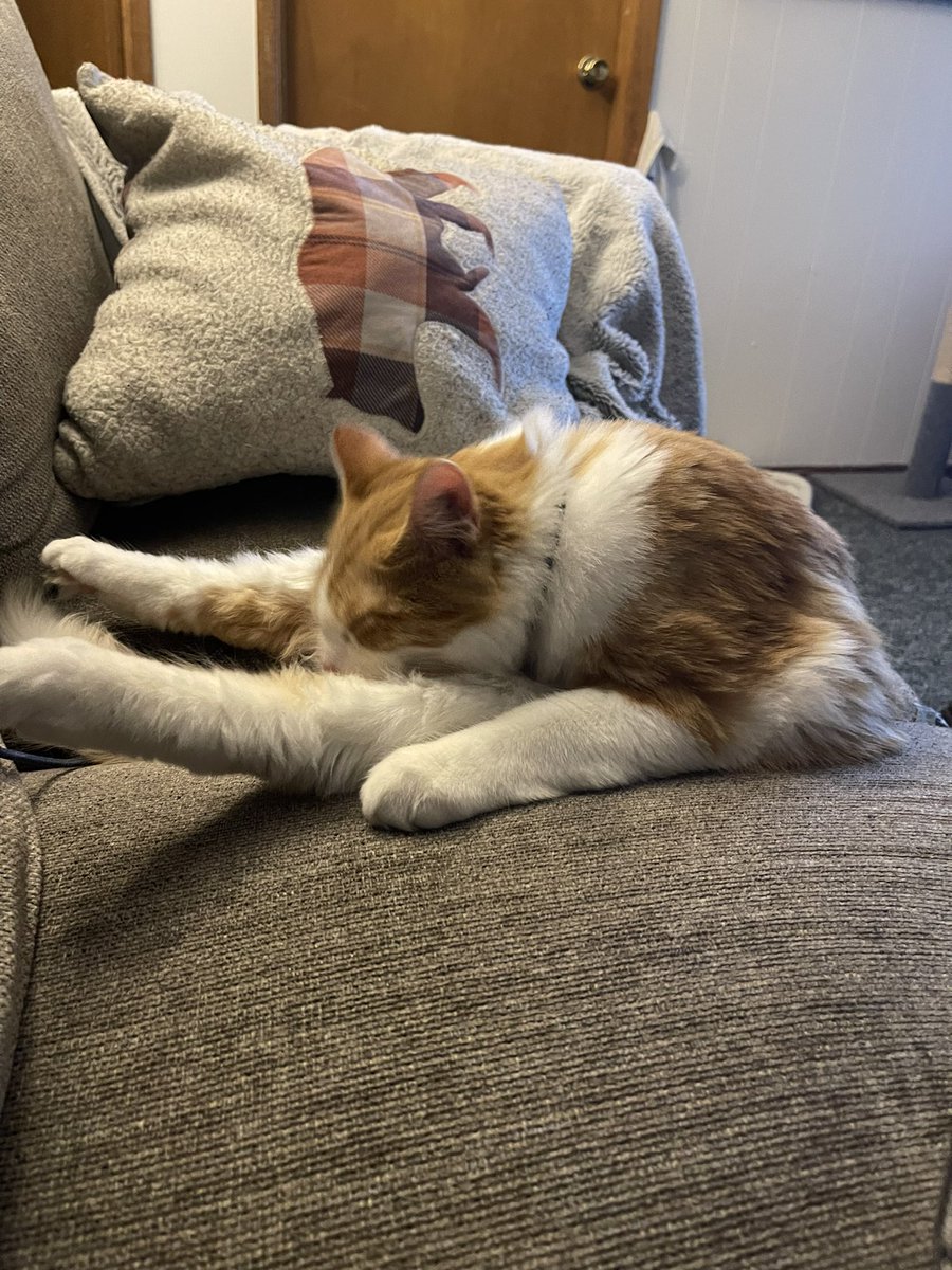 clebs0da's tweet image. Cheddar!