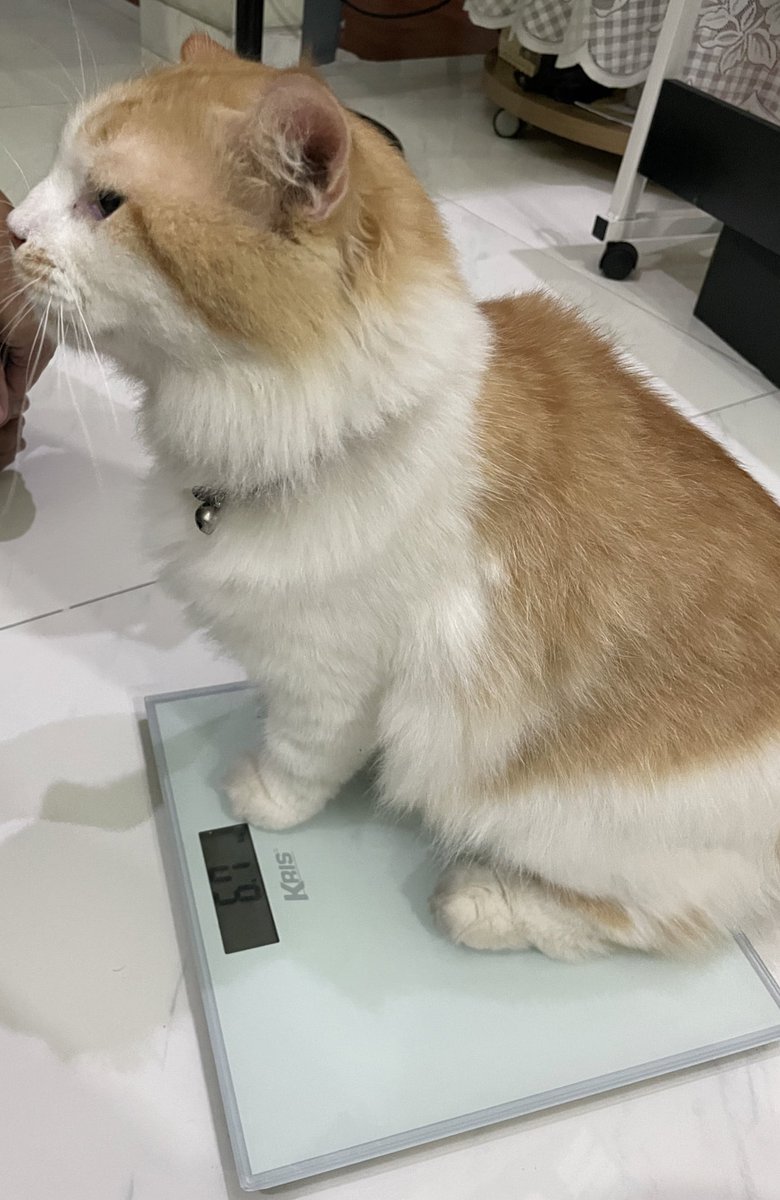 Kata w sih u diet yg bner dut 😔