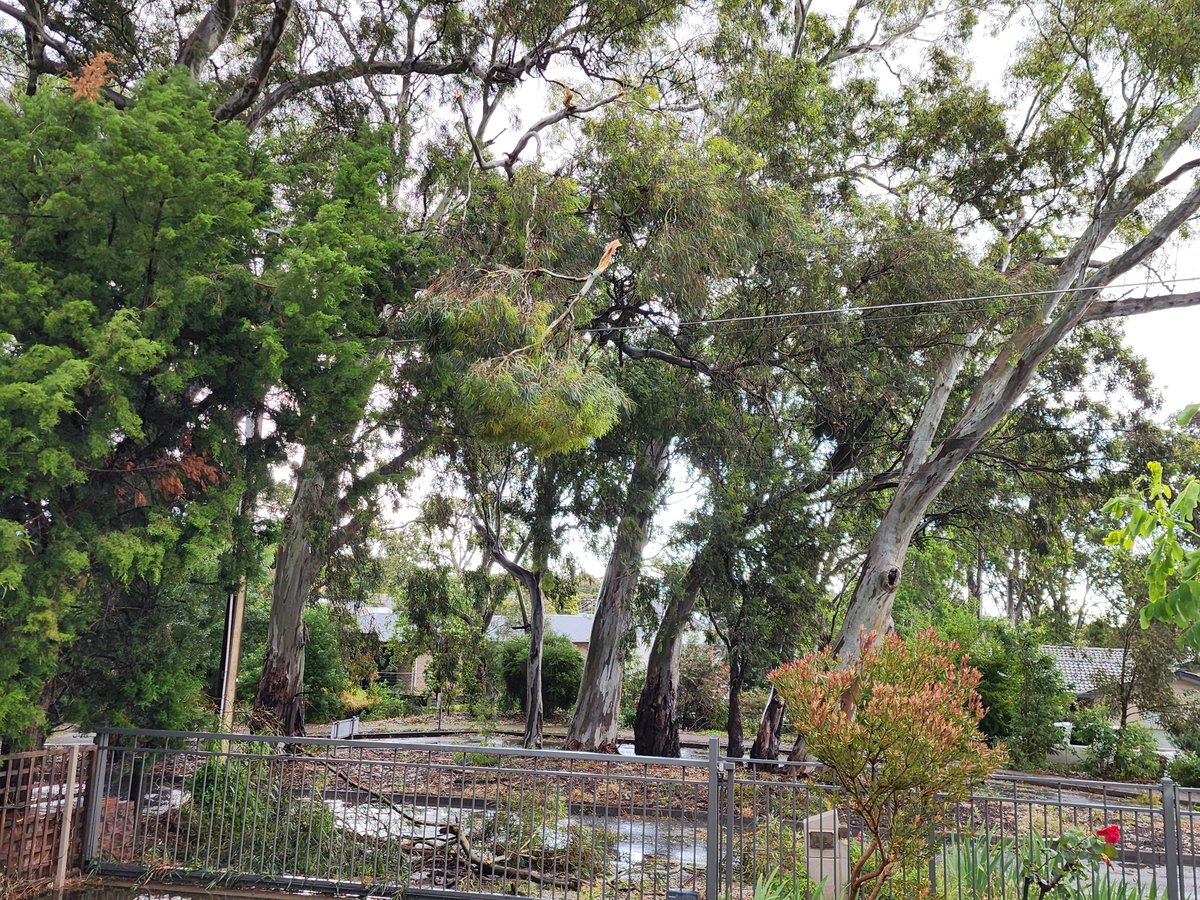 Hi <a href="/SAPowerNetworks/">SA Power Networks</a> I can't get through on the phone. Branches on power lines at Schulze Rd, Athelstone.