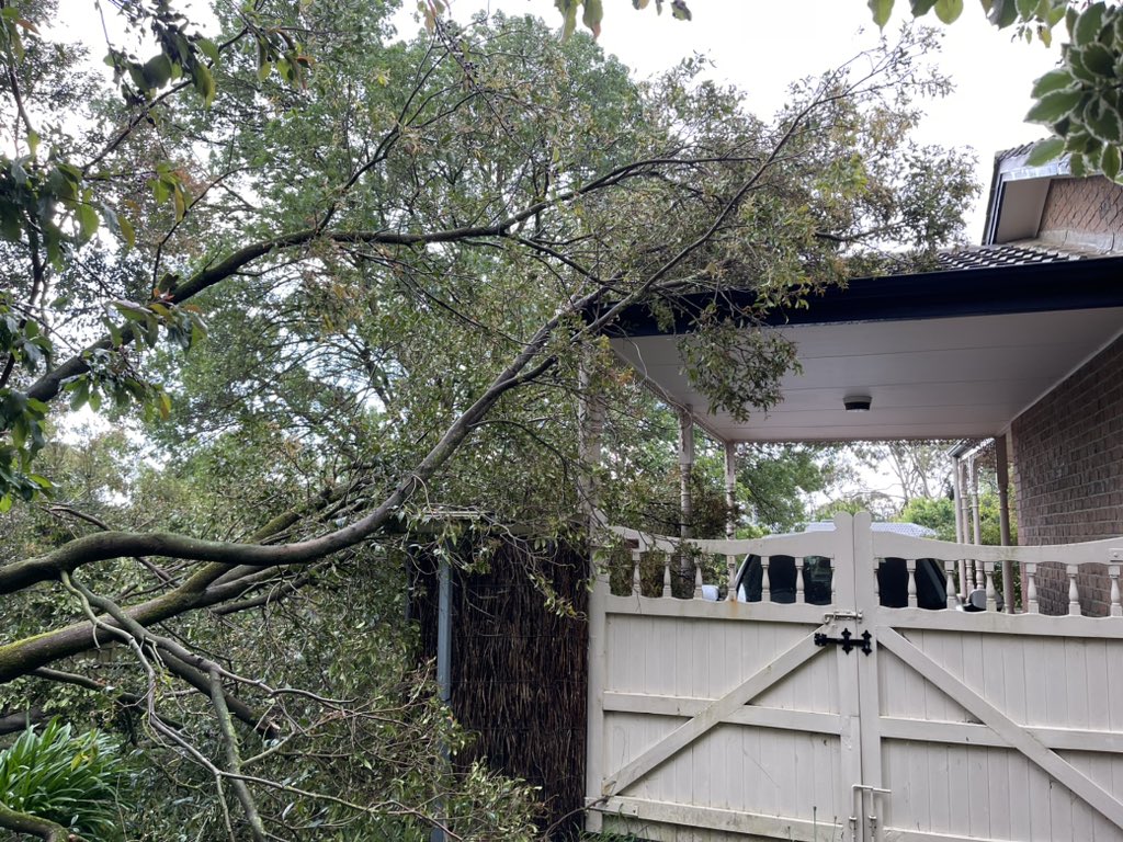That huge storm that just rolled through Adelaide brought down 3 trees in our garden 😩