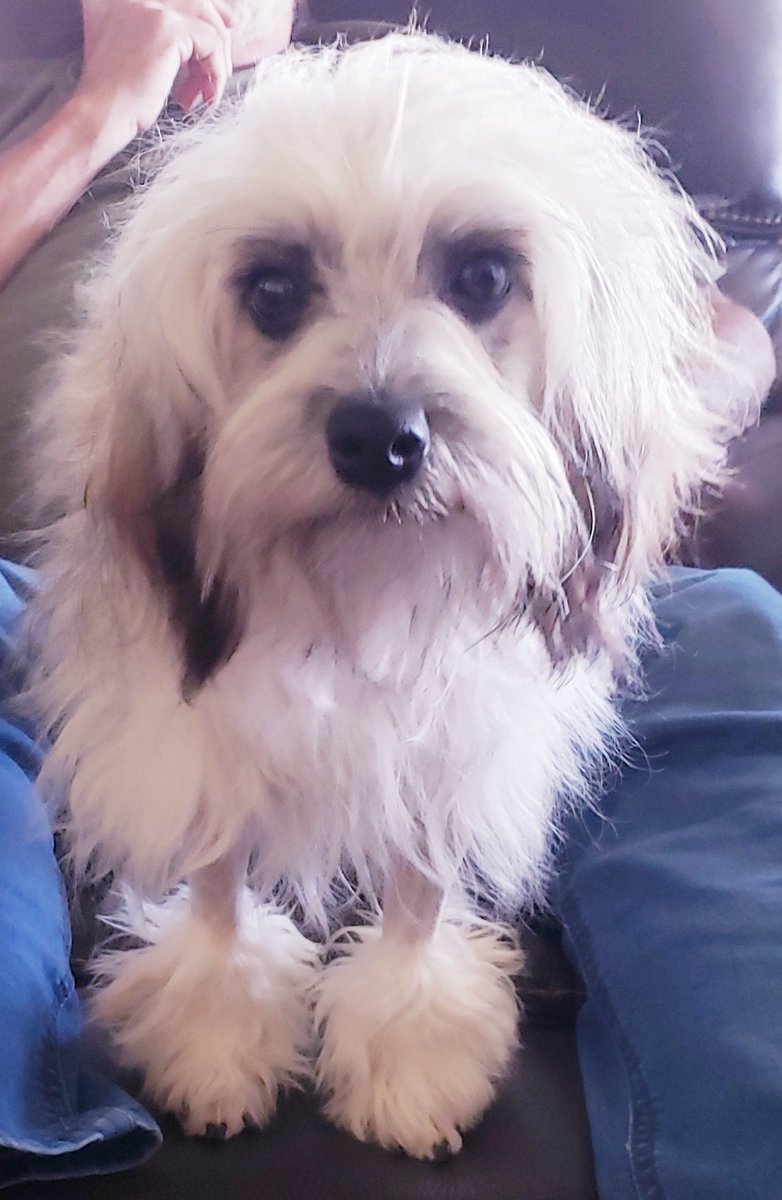 Meet Trinity ...  please say hi
#doggy #DogsOnTwitter #dogsarefamily #Dogs