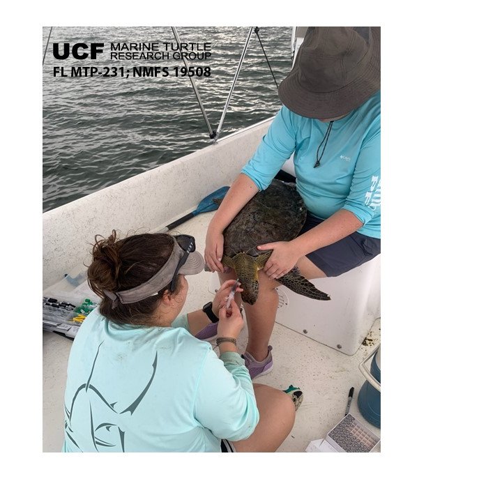 TiffDtheTurtle's tweet photo. Update #2: My work extends across #seaturtle life stages, including juveniles in central #FL! I'm collecting blood from🐢at our long-term, year-round sites & more trips coming soon!
see🎥below (TW: 💉&🩸)
Funding: Year 2 #SeaTurtleGrantsProgram #SeaTurtleLicensePlates; MTP-231 https://t.co/ADEKmW1iAT