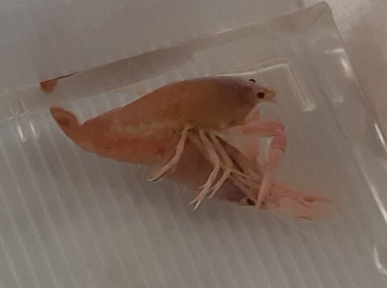 ピンクザリガニ Twitter Search Twitter