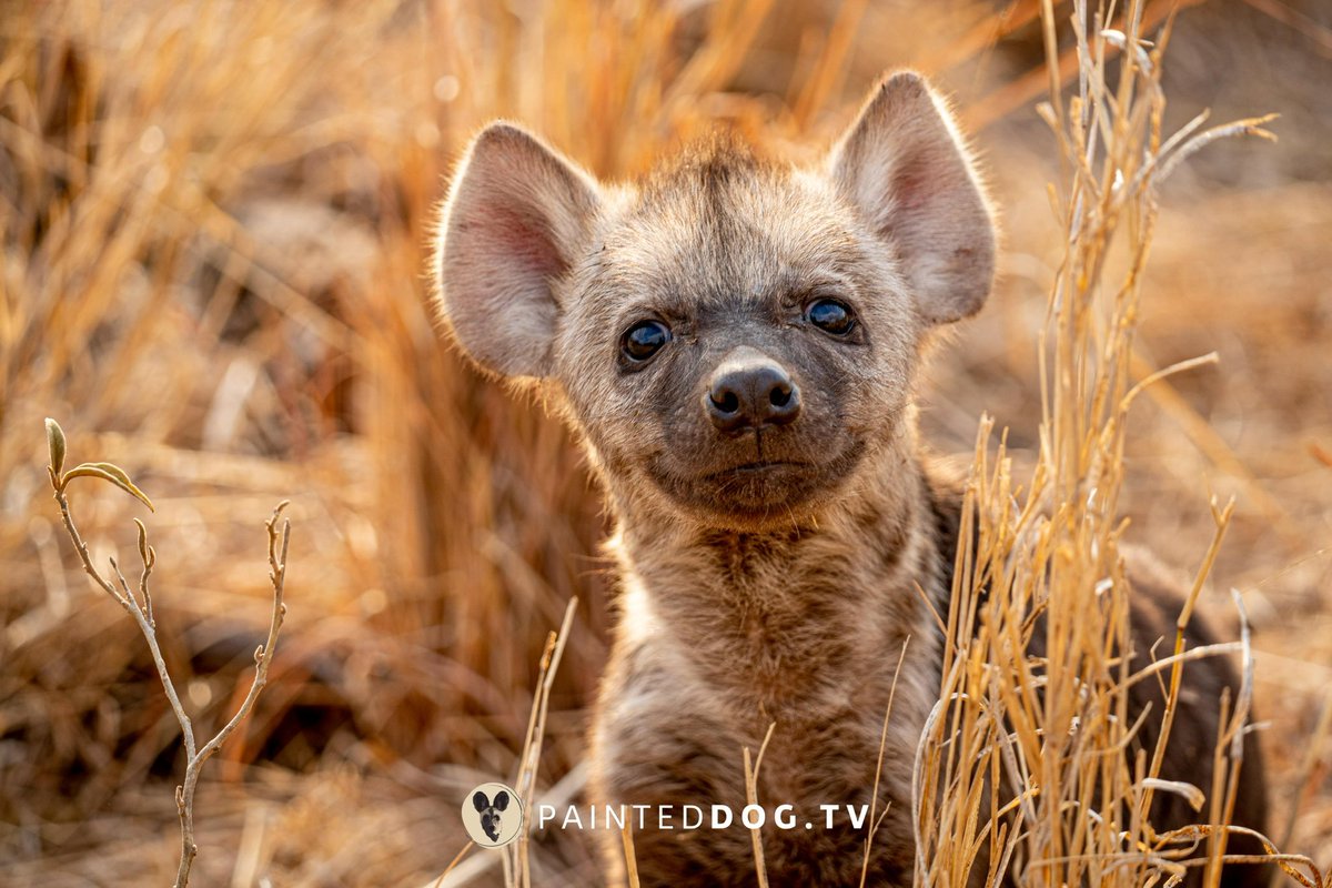 Brent Leo-Smith tweet media