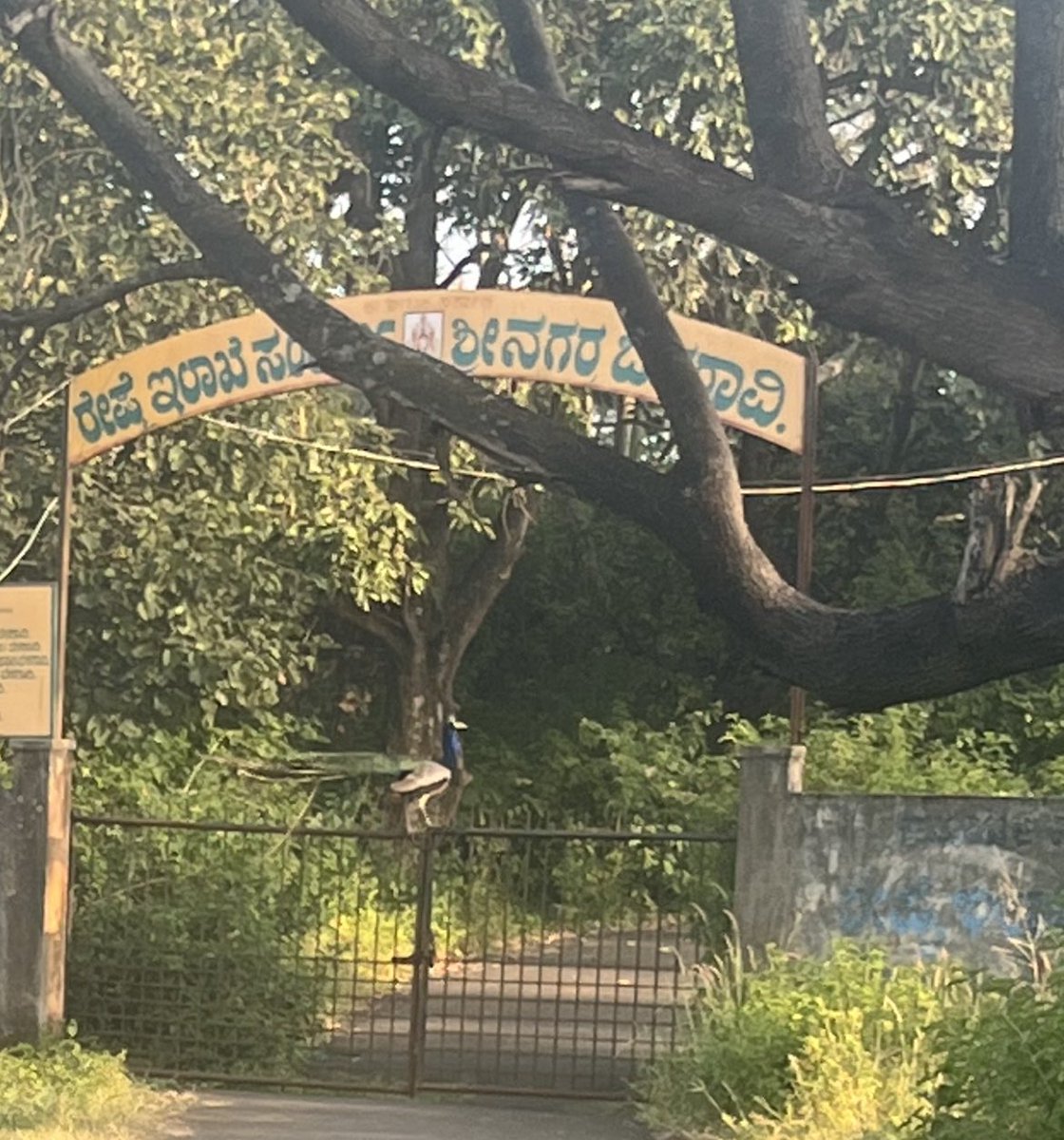 LocalviewIn's tweet image. ಶುಭೋದಯ #localview