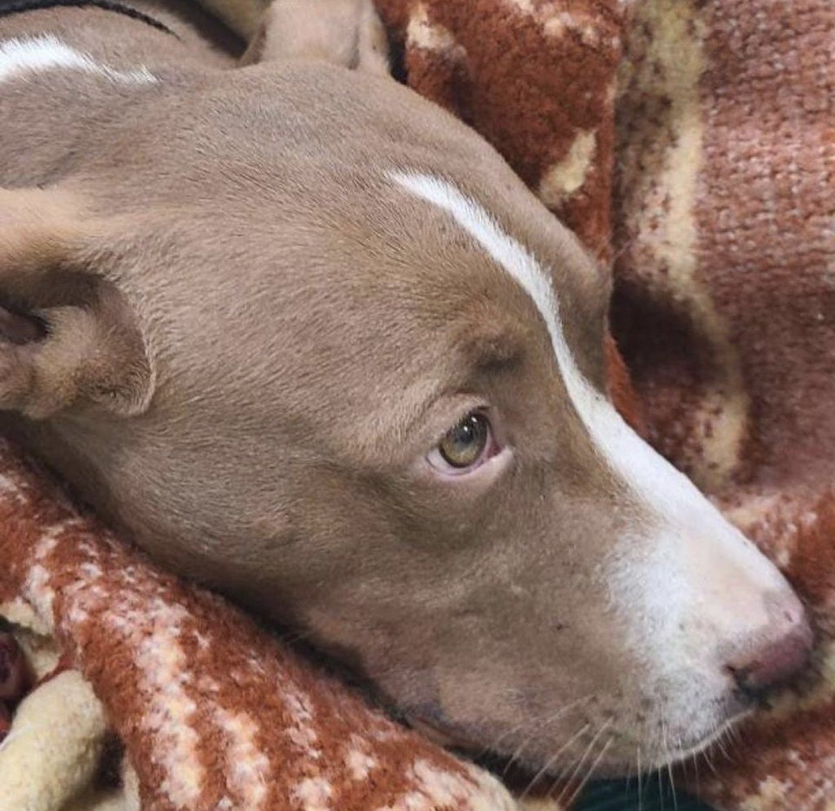 reddogsusie's tweet photo. #TN #MEMPHIS
💥AT RISK💥Skip 6mo boy HIT BY CAR-SUFFERING CONCUSSION LIKE SYMPTOMS Which have improved a little since arrival. Just a cute baby who 💥MUST EXIT 11/14 4pm to AVOID EUTH 11/15💥Needs vet care & #RESCUE #PLEDGE #FOSTER #MASA18535 PLS HELP🙏🏻
https://t.co/m2XSrc2ZyD https://t.co/hpgaiT0Bd4