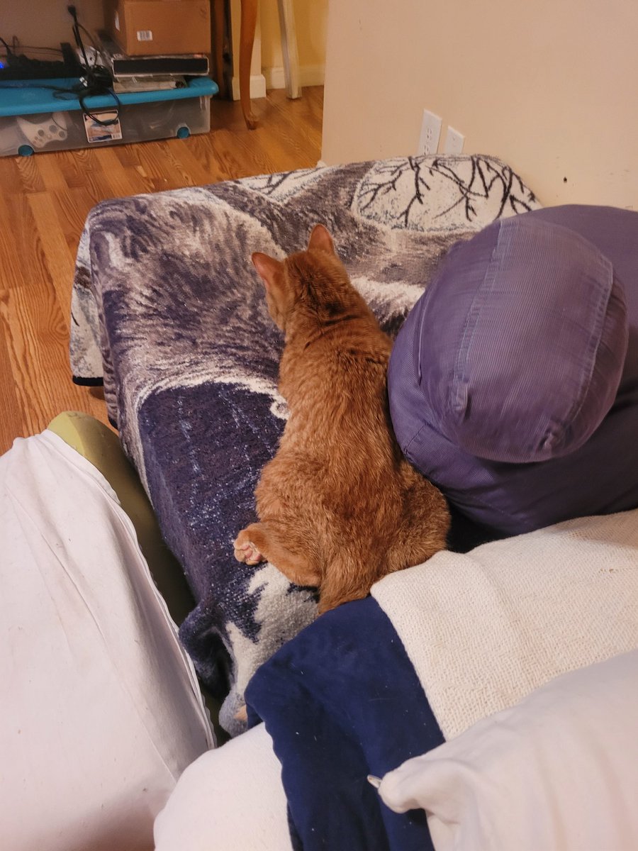 lynnslagle42's tweet photo. The wittle peet 🥺💗 omg....he's laying like a chicken lol! I tickled his toe bean and he wasn't happy 🤣🤣 but look at wittle peet #cerebellarhypoplasia #chlove #wobblykitty #chkitty #fuzzypeets #chickenplatter #toebeans #louiepatchouliblue #pinkbeans https://t.co/gTkMdX1ZGl