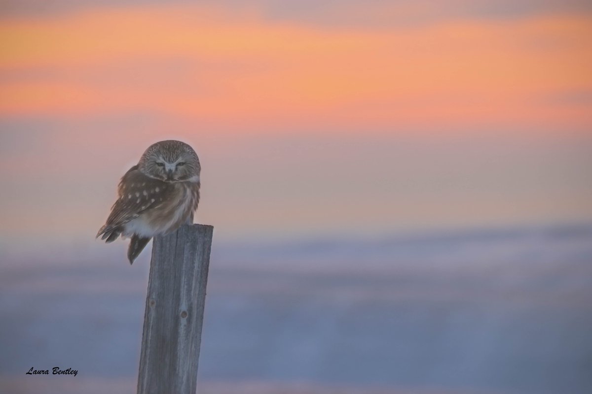 -19c & I had been squinting all day to get my 1st look at a snowy owl, nada, then this at sunset tonight! #NorthernSawWhetOwl 1 1/2 hours east of Calgary. Never ever did I expect to see this little one out on the prairies. Asked him if he needed a ride 😊 #BirdsAreBeautiful