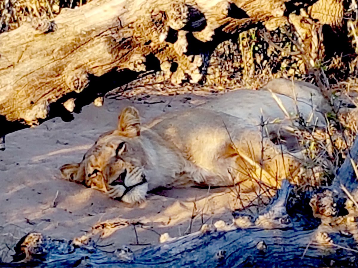 Animal_Kingdom17 (@animal_king17) on Twitter photo Relaxing Queen 👑
<a href="/Animal_King17/">Animal_Kingdom17</a>
#nftphotography #NFTCommuntiy #NFTs #ETHNFTs #Ethereum Relaxing Queen 👑
<a href="/Animal_King17/">Animal_Kingdom17</a>
#nftphotography #NFTCommuntiy #NFTs #ETHNFTs #Ethereum