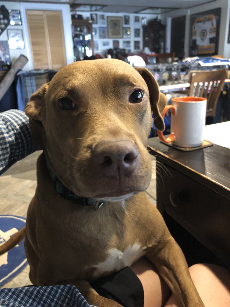 sydenhamkennedy's tweet photo. @ShelleyKingsto3 Our #DCDR rescue Canela says “hi Shelley!” https://t.co/itHwiuBIGO