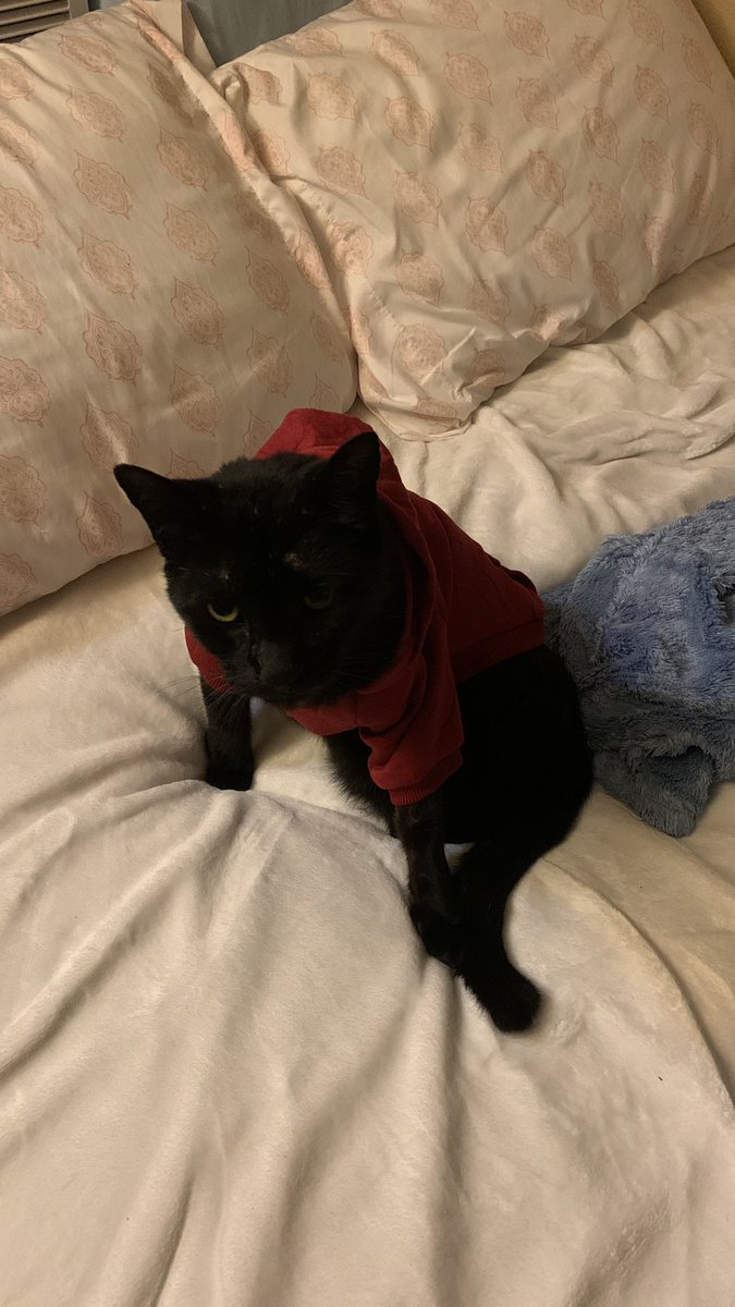 my 11yr old outdoor cat loving wearing a hoodie is the most surprised i’ve been maybe ever