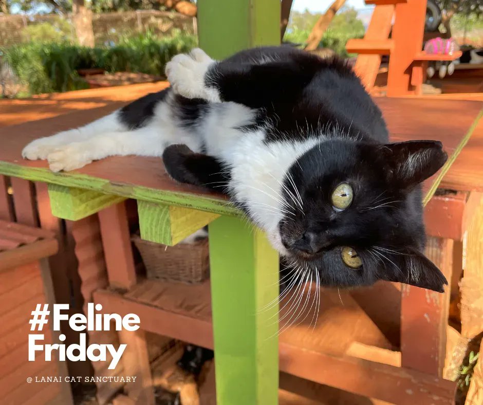 LanaiCats's tweet photo. Our #FelineFriday features Miss Lilly. She is living her best cat life with unlimited naps, pets and treats. 😽 How are your furry pets living their best cat lives? #visitlanaicatsanctuary #welovecats #kittypurradise #catsfordays #catslove #animalsanctuary https://t.co/0O36STAFxc