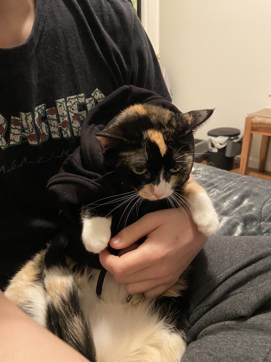 smiithkylie's tweet photo. hoodie cat hoodie cat hoodie cat hoodie cat https://t.co/ZZ7WbVHAmr