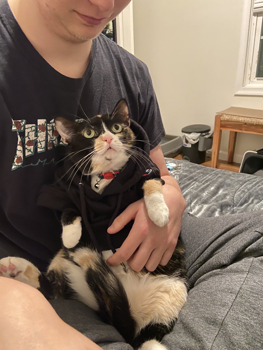 smiithkylie's tweet photo. hoodie cat hoodie cat hoodie cat hoodie cat https://t.co/ZZ7WbVHAmr