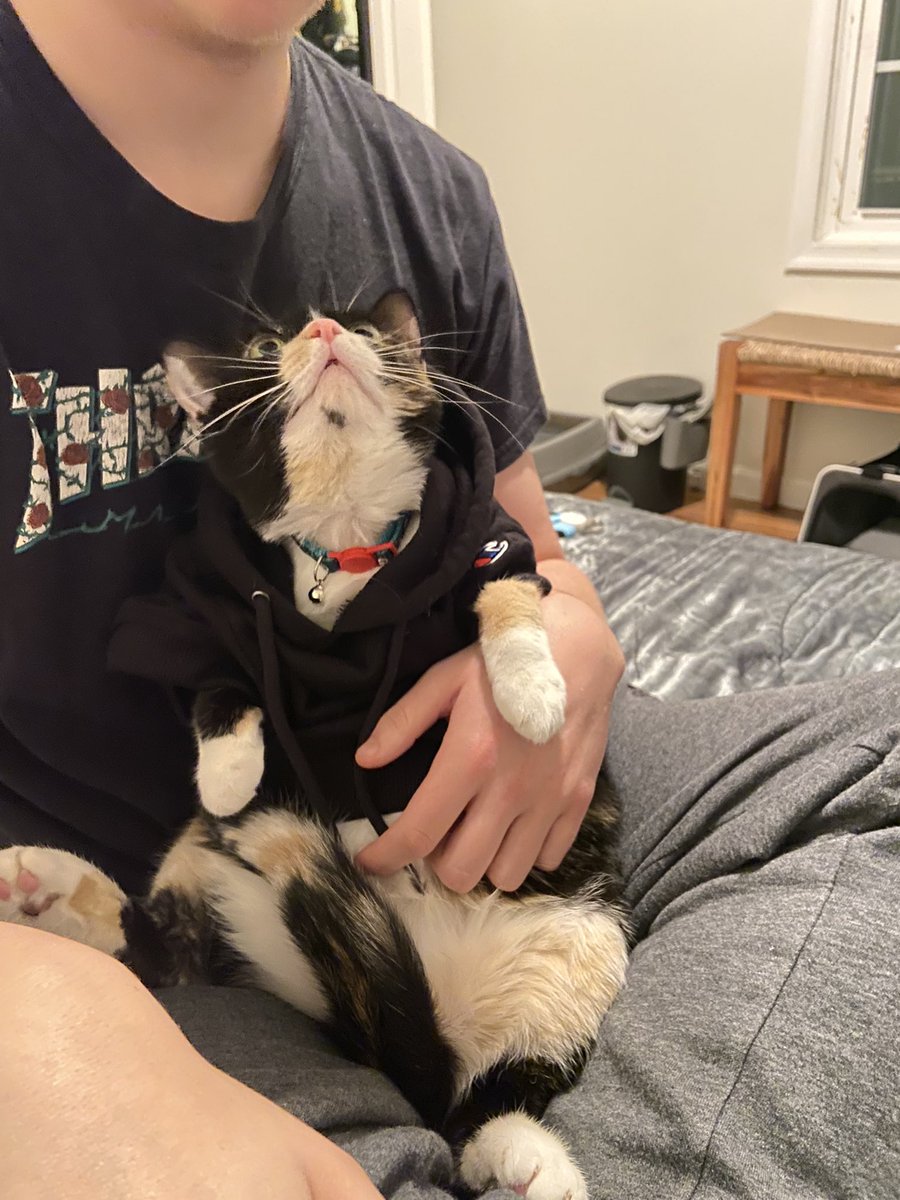smiithkylie's tweet photo. hoodie cat hoodie cat hoodie cat hoodie cat https://t.co/ZZ7WbVHAmr