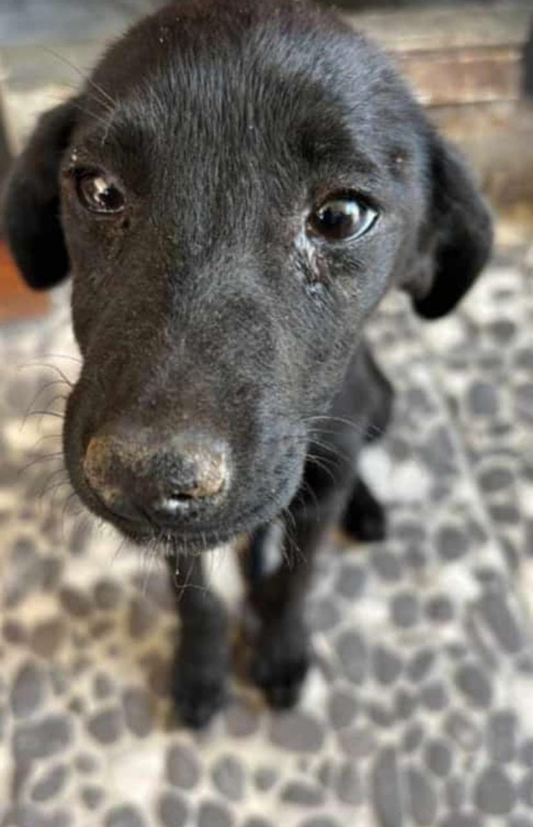 AdopcionesEn's tweet photo. Chicas necesito un tránsito para esta perrita tiene 3 meses...me ayudan a conseguir pf !!🙏esta en San Martin 15 4 148 7774 #adoptanocompres #noalmoaltratoanimal  #transitarsalvavidas #transita #transitoanimales   #adopciones #adopcionencaba #adopcionenbuenosaires #adopcionba https://t.co/yO7jgmWouK