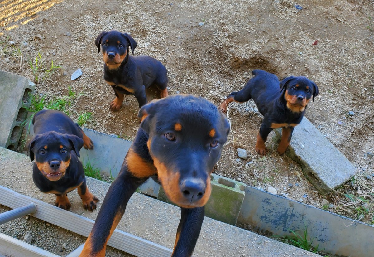 ロッティー本当に可愛いなぁ。かっこいいとかわいいの共存。
実家で飼ってた初代犬のロットワイラー(オス)はいぶし銀でかっこよかったな。お腹出す時は可愛さ満点。
ちなみに二代目のシェパードはシティボーイって感じだった。