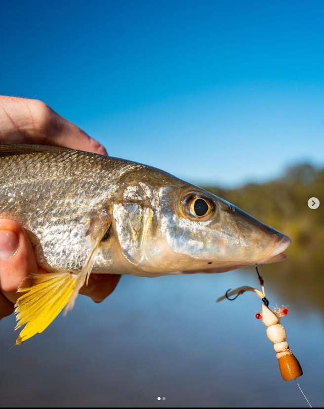 Saltwateronfly's tweet photo. Looks like the flats were good to you
@thomasclancy__
It had been a while since I’d given the local flat a going over with surface flies,
:
#whitingonfly #whiting #flathead #flatheadfishing #flatsfishing #offthetop #topwater #topwaterfishing  #saltwaterflyfishing https://t.co/uiaWSuInL2