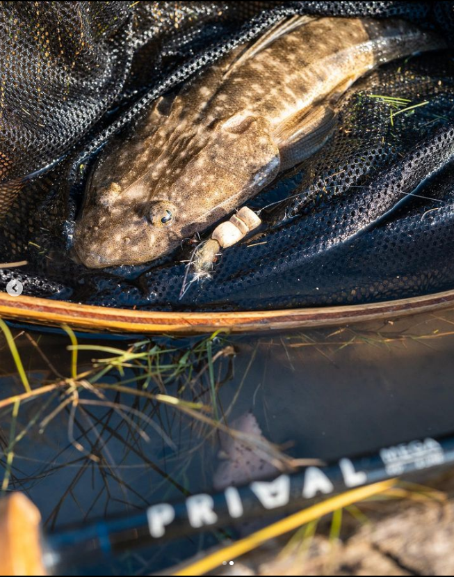 Saltwateronfly's tweet photo. Looks like the flats were good to you
@thomasclancy__
It had been a while since I’d given the local flat a going over with surface flies,
:
#whitingonfly #whiting #flathead #flatheadfishing #flatsfishing #offthetop #topwater #topwaterfishing  #saltwaterflyfishing https://t.co/uiaWSuInL2
