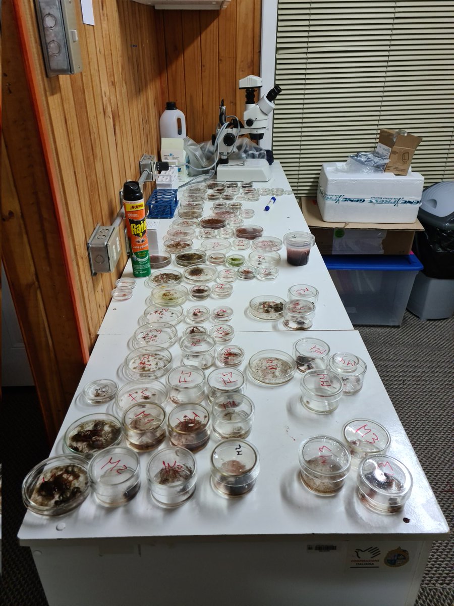 Terminando la semana con nuestro muestreo quincenal de pestes de pelillo #gracilaria #chilensis <a href="/Safe_Seaweed/">Global Seaweed Coalition</a> <a href="/MilenioMASH/">Núcleo Milenio MASH</a>