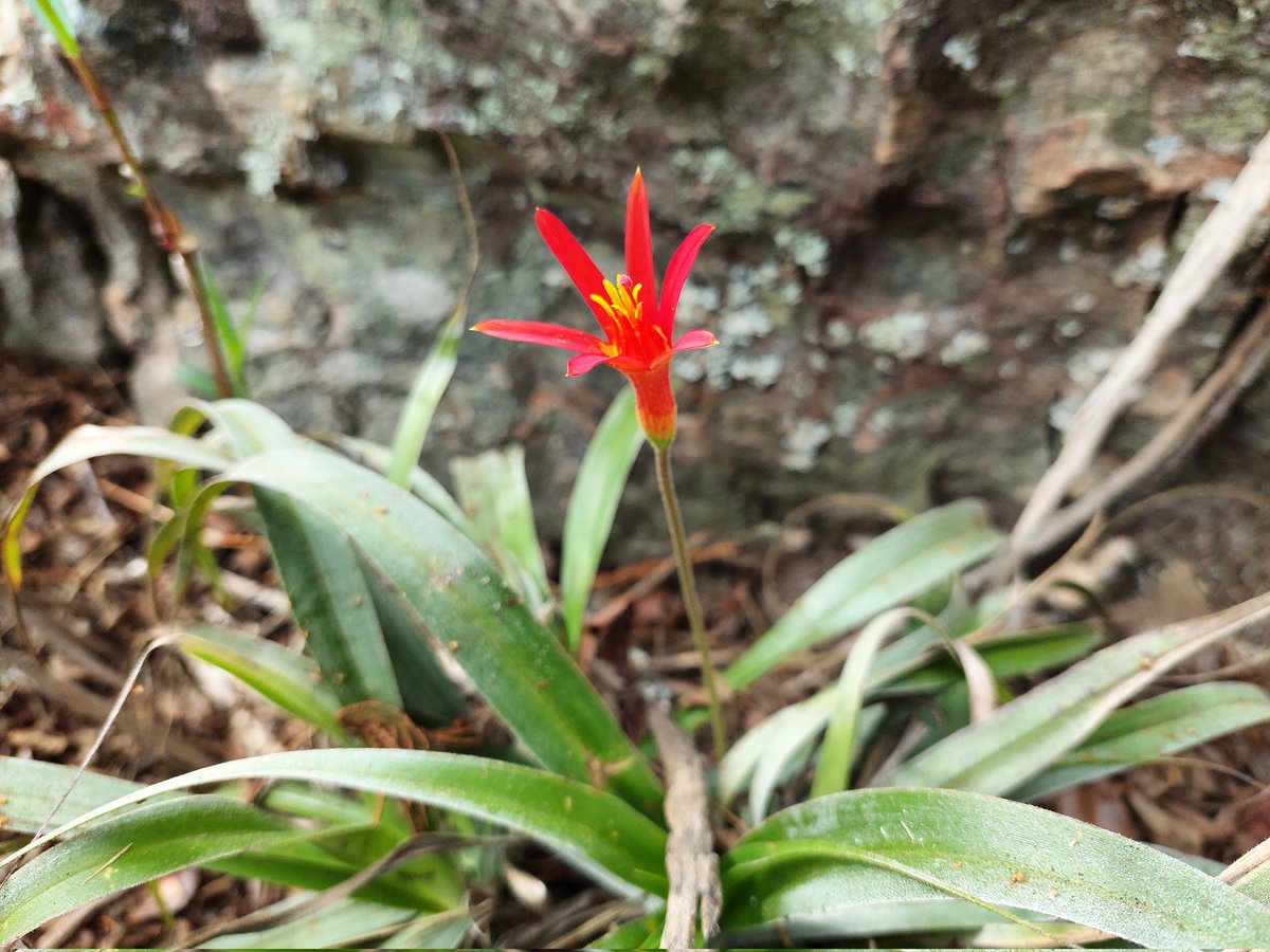 humberto_vas84's tweet photo. Toda flor é uma alma que floresce na natureza. 🌷
#flor #flores #flowers #flower #nature #natureza #plantas #naturaleza #photography #garden #love #a #amor #flowerstagram #naturephotography #fotografia #macro #plants #fleur #photo #orqu #brasil #rosa #orquideas #flora #art https://t.co/uYeMgXWh1Q