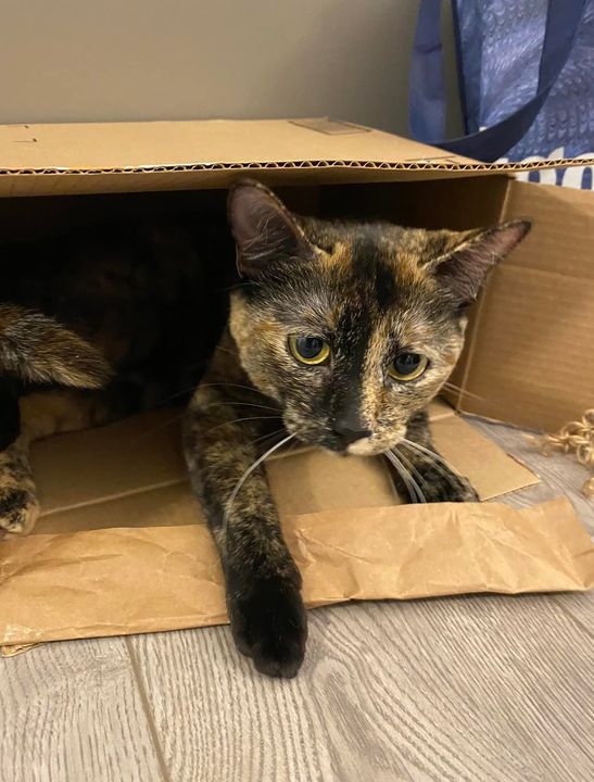 LOST tortoiseshell w/dark brown, brown and orange markings cat #Okotoks since November 5  Contact Lou 403-336-8177 or Erin 780-340-5058 if sighted/found Pls RT, watch, share, help to locate NOVA facebook.com/20877396249912…