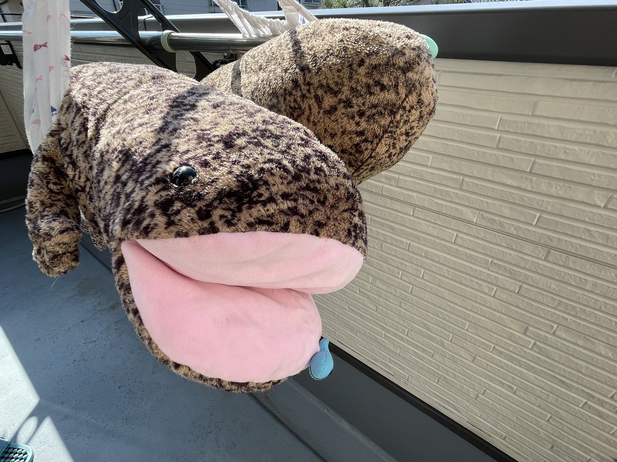 michu0522's tweet photo. 今日は天気が良いので、日向ぼっこ☀️
気持ちよさそう🥰

最近、オオサンショウウオを登場させているツイートを見かけると、ついついフォローしちゃいます💕
ツイがオオサンショウウオにまみれて癒される✨

#オオサンショウウオ
#京都水族館 https://t.co/tF61cufp6N