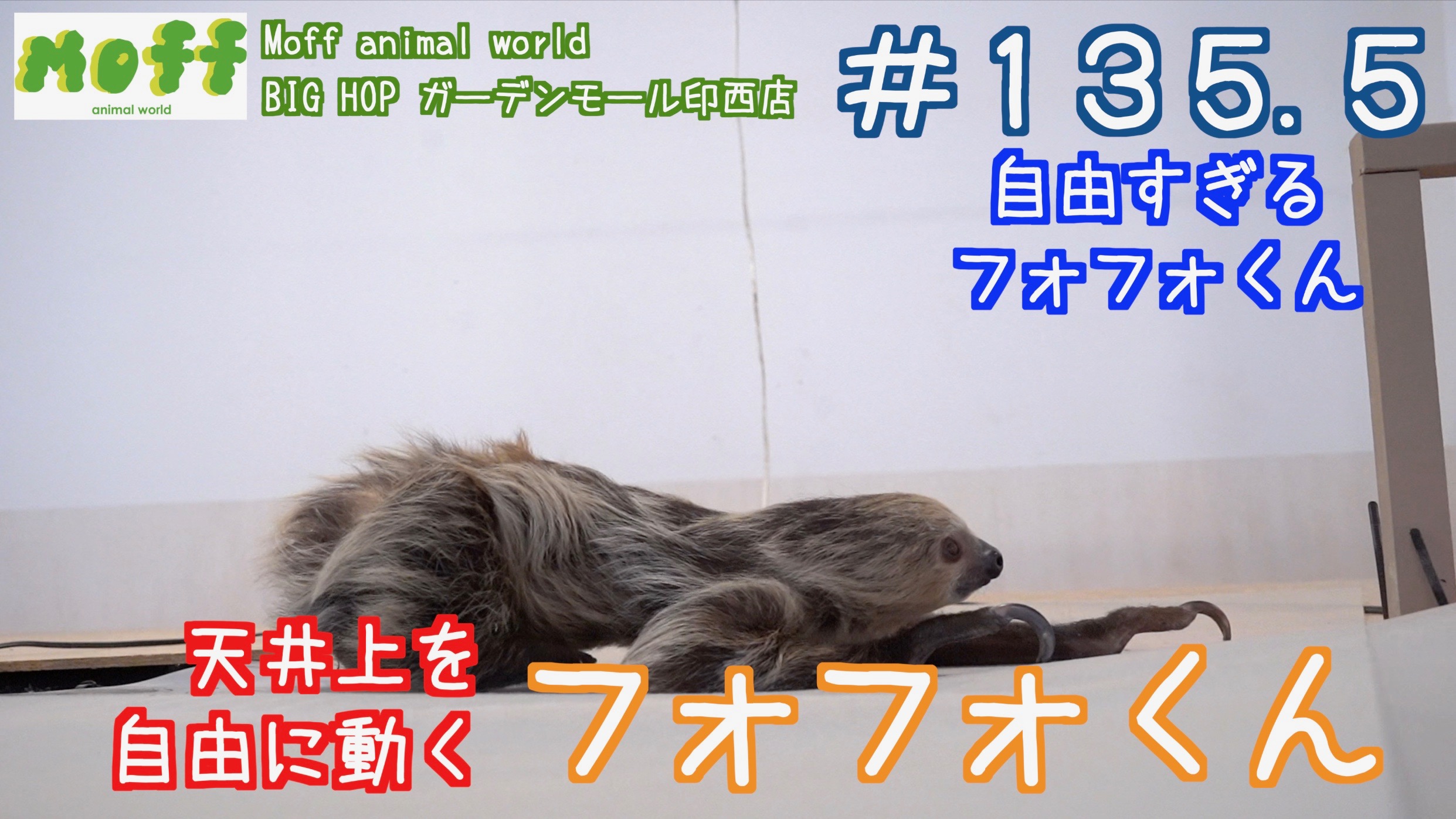 なまけもの 様専用 Gvqws7ag2m デュエルマスターズ Luckaupravasisak Hr