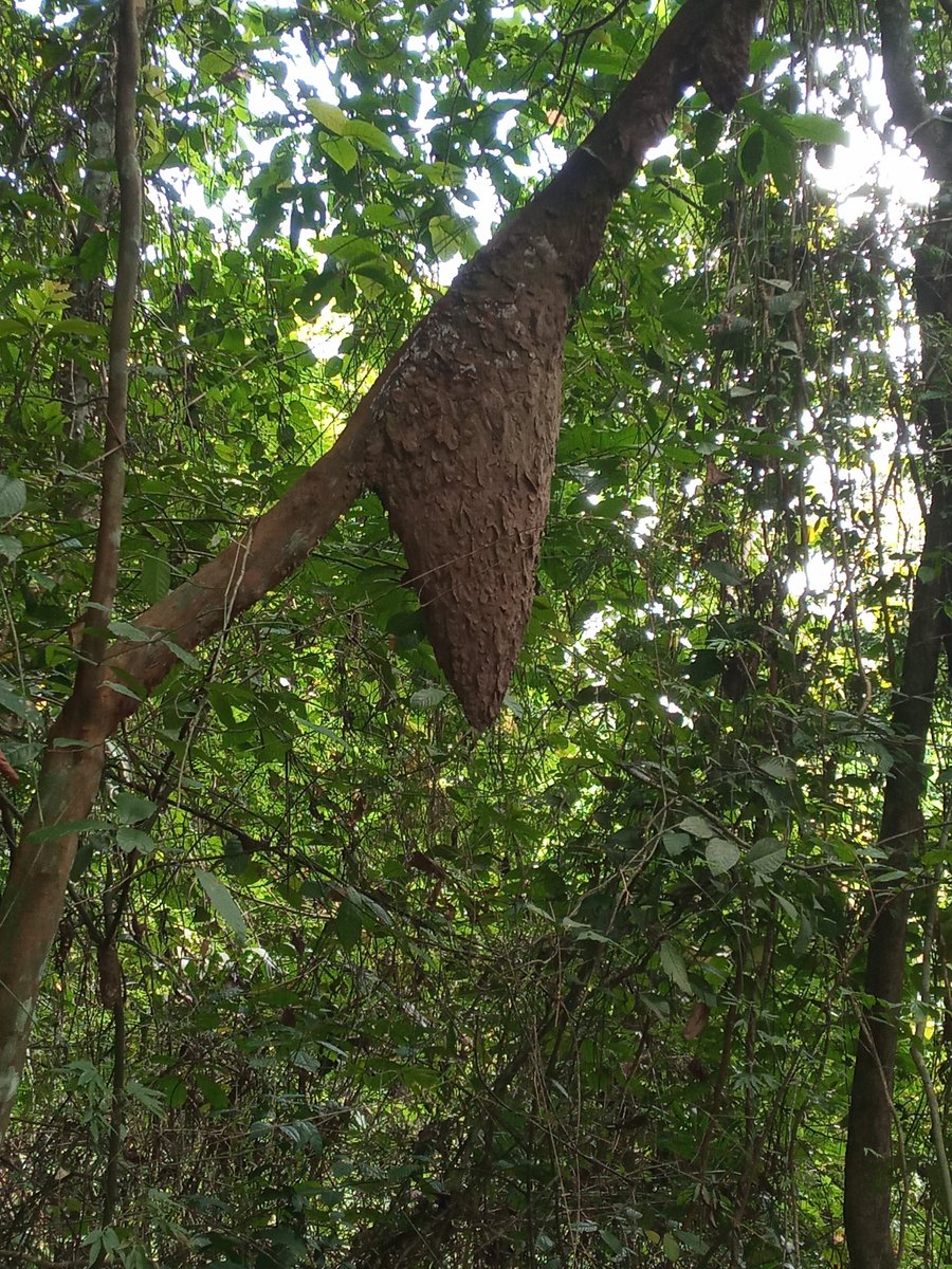 Reconquistar las pausas, la quietud. A una selva de distancia, todo tiene otro ritmo. Todo cambia. 
#LoveNature