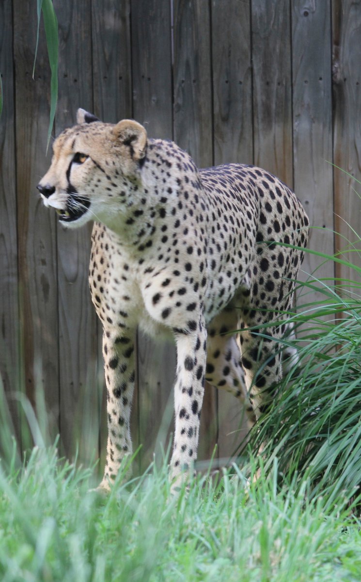 HourlyCheetahs's tweet photo. HourlyCheetahs presents: https://t.co/VGa6mJHYKq