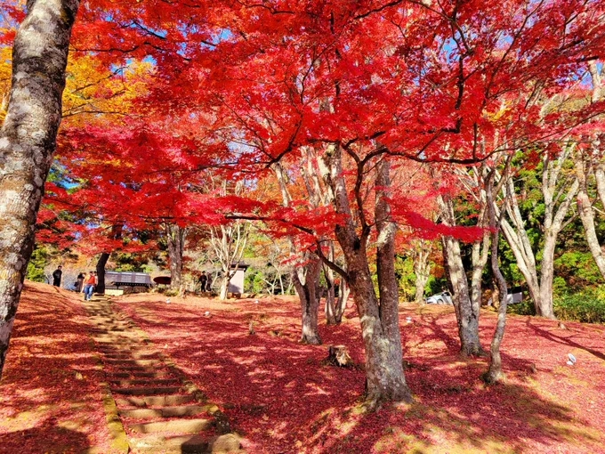 天気がいいので両親を連れて紅葉狩りに行ってきたよー#みぎったー 