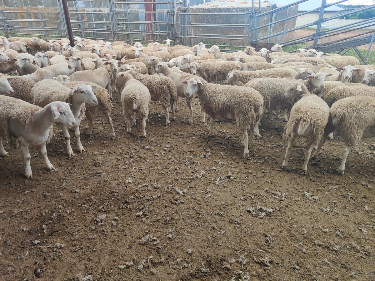 justinbammann's tweet photo. A selection of #eyreultrawhite ewe lamb's coming up on Auctions Plus this Tuesday. https://t.co/pXpDx7Zauh