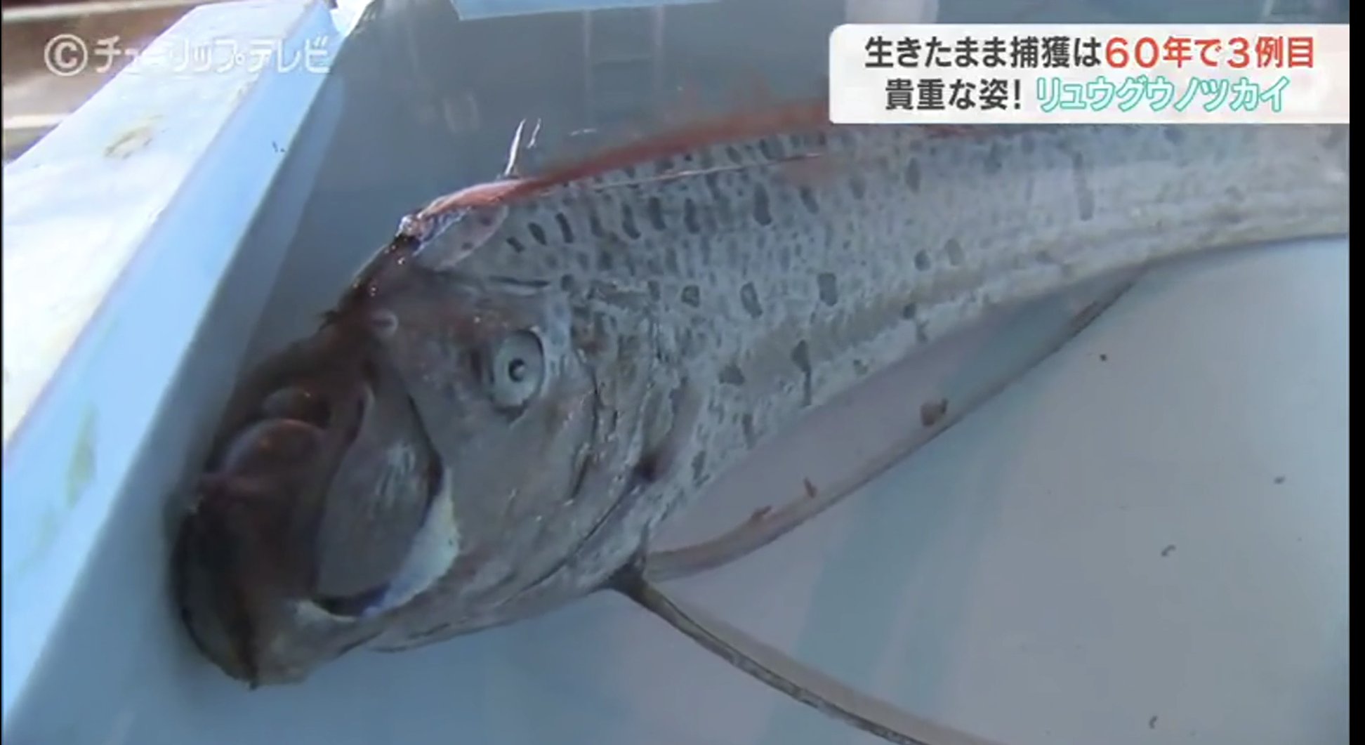 リュウグウノツカイ Twitter Search Twitter
