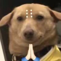Zek36W's tweet photo. @oggfoxG 罪过罪过 https://t.co/uufMOvulJt
