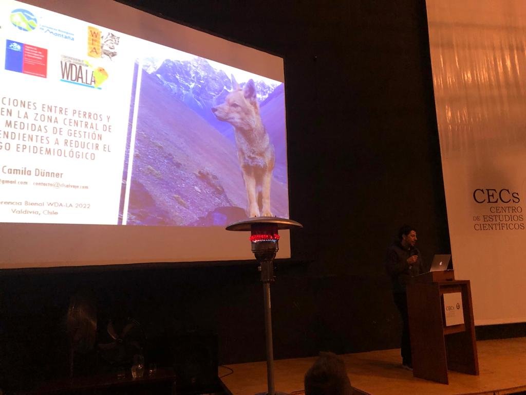 Claudio Verdugo introduced the final session of the WDA Latin America conference in Valdivia, a session dedicated specifically to Conservation Medicine. Thank you to the many wonderful speakers and presenters who helped make this such an inspiring event.