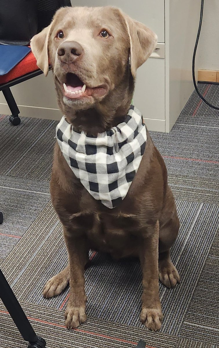 <a href="/NCSDTherapyDogs/">NCSD Therapy Dogs 🧩🦮💚</a> <a href="/NCSD/">Novi Community School District</a> TGIF! @bookinwithbuck