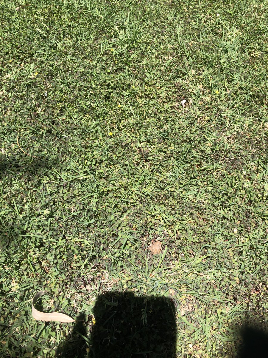 Peter Newman tweet media