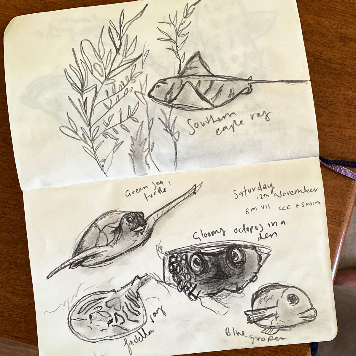 Saturday in #CabbageTreeBay. Saw a green sea turt! 🐢