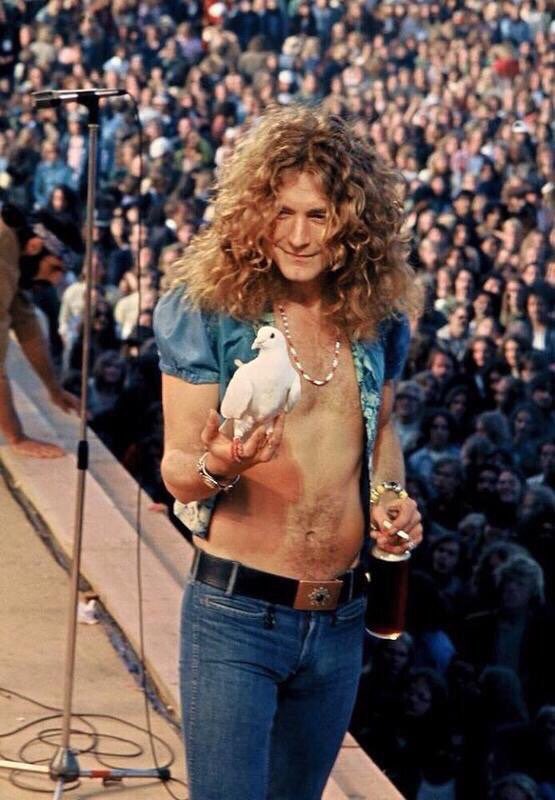 crockpics's tweet image. Robert Plant holds a pigeon that flew into his hand while on stage, 1973. Photo by James Fortune