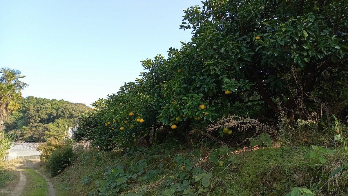 bbblastbot's tweet photo. 八朔っていう古い品種のみかんを、知ってますか??
三重県紀宝町石本果樹園 https://t.co/Ap1A2tpOZD