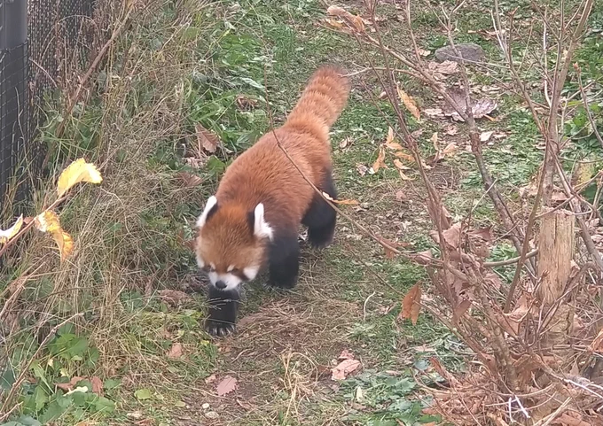 減量目標で後500g落ちないので散歩しに円山動物園きたしばらく円山にトラがいなかったんですが、つい最近来てくれたんで見に来たのです最高美しい… 