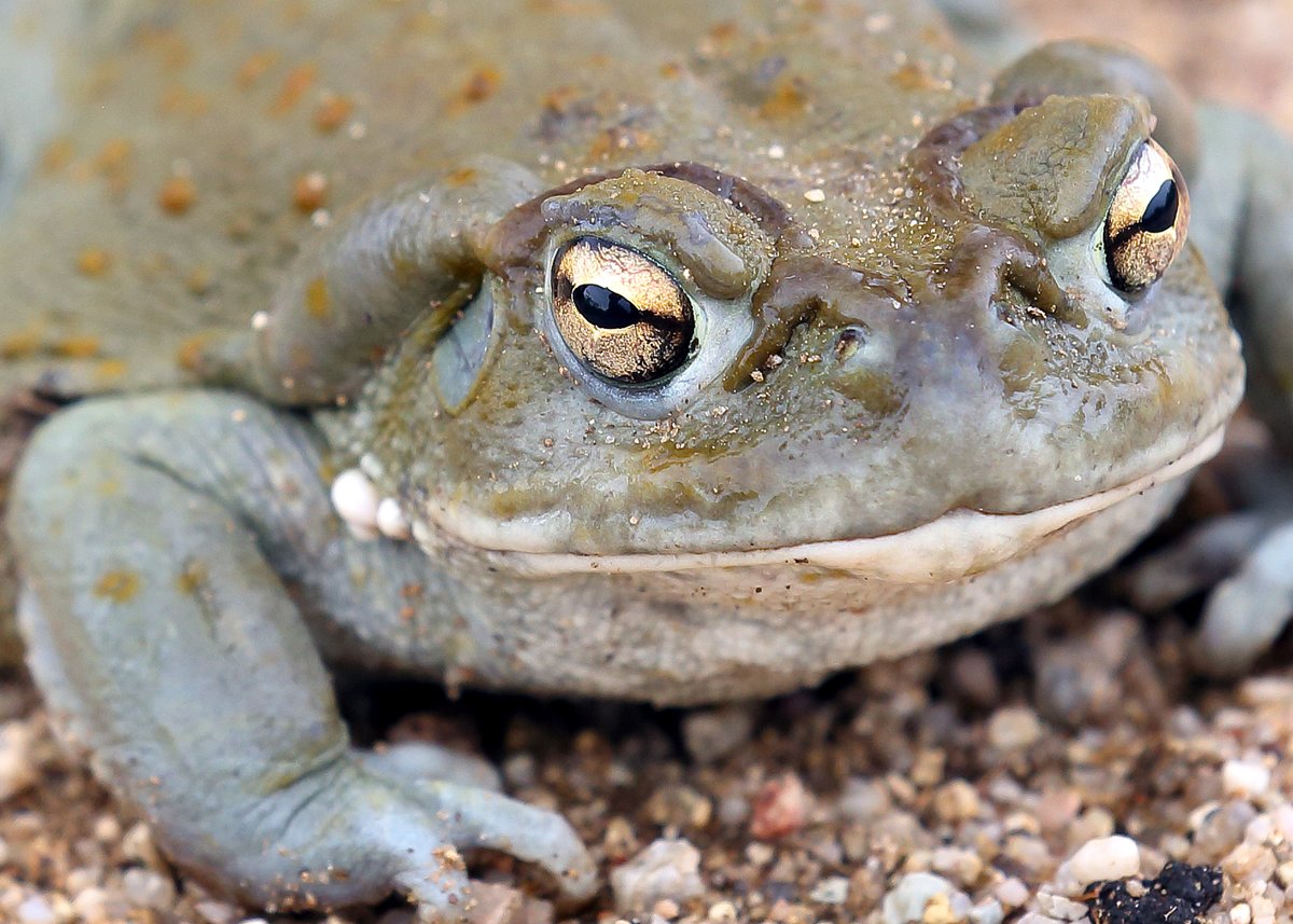 CaraSantaMaria's tweet photo. National Park service asks visitors to please stop licking toads. 🐸

#Toads #NationalParks #SonoranToads #LickingToads #PsychedelicToads

https://t.co/gfOK9ts74F via @nytimes https://t.co/6LiLpHJGJv