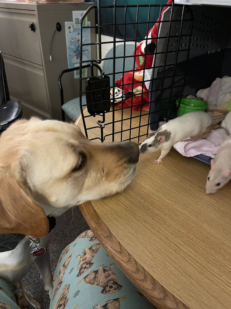 Daisy made some new friends today 🐀💚🦮 #fancyrats #gentlegiant #FunFriday <a href="/NCSDTherapyDogs/">NCSD Therapy Dogs 🧩🦮💚</a>