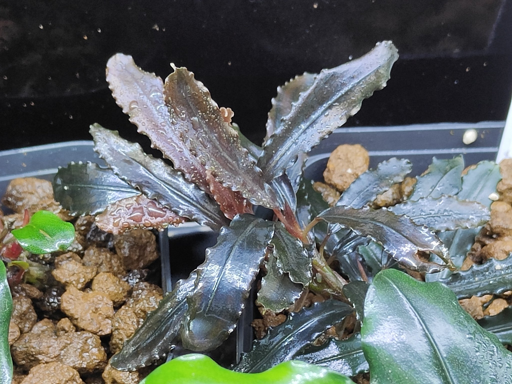 水草 Bucephalandra sp. Sintang-5 Diablo Bucephalandra sp. Sintang-5 Diablo Bucephalandra sp. Sintang-5
