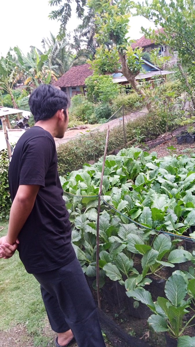 istychomell's tweet image. Bapak dan mas 🤍🌻
Metik sawi di halaman rumahku 💚